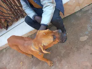 6-12 months Male Purebred Boerboel