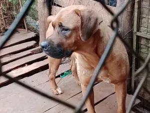 6-12 months Male Purebred Boerboel