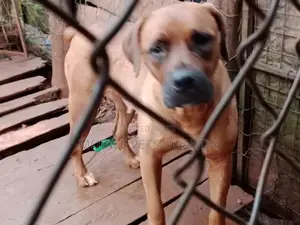 1+ year Female Purebred Boerboel
