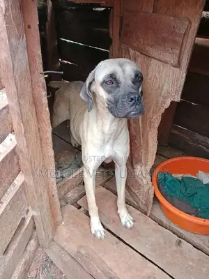 6-12 months Male Purebred Boerboel