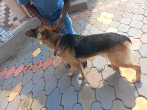 6-12 months Female Purebred German Shepherd