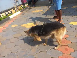 1+ year Female Purebred German Shepherd