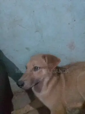 3-6 months Male Mixed Breed German Shepherd