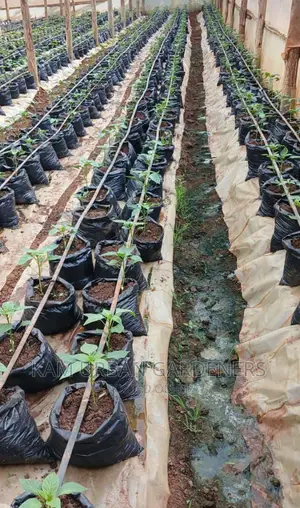 Management and Renovation of Your Green House