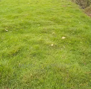 Compound Grass Offer Free Planting