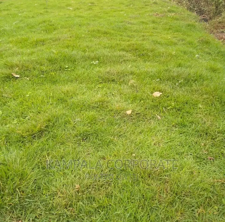 Compound Grass Offer Free Planting