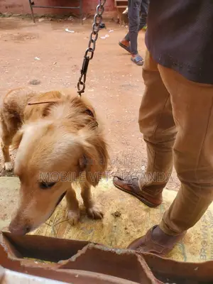 6-12 months Male Mixed Breed Golden Retriever