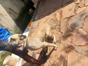 1+ year Male Purebred Boerboel