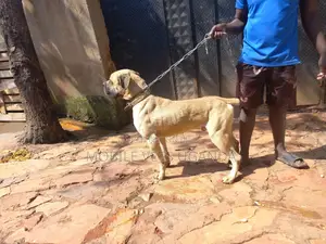 6-12 months Female Purebred Boerboel