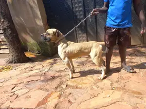 1+ year Female Purebred Boerboel