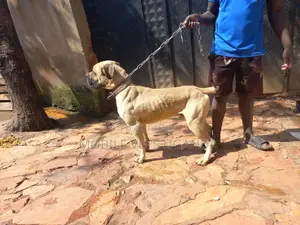 6-12 months Male Purebred Boerboel