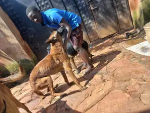 3-6 months Male Purebred Belgian Malinois