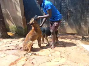 6-12 months Male Purebred Belgian Malinois