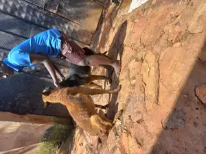 1+ year Male Purebred Belgian Malinois