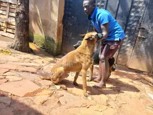 1+ year Female Purebred Belgian Malinois