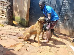 3-6 months Female Purebred Belgian Malinois