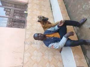 6-12 months Male Purebred Belgian Malinois