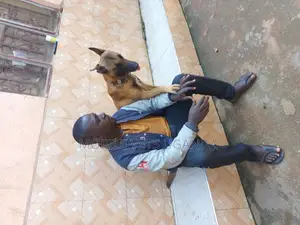 3-6 months Female Purebred Belgian Malinois