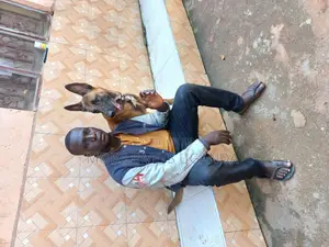 6-12 months Male Purebred Belgian Malinois