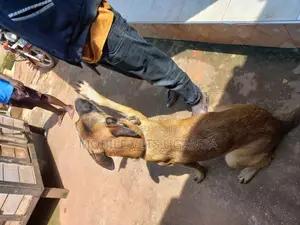 3-6 months Female Purebred Belgian Malinois