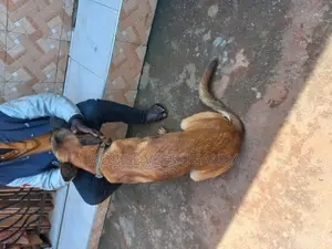 1+ year Male Purebred Belgian Malinois