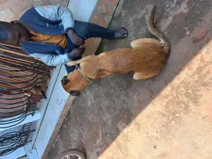 1+ year Male Purebred Belgian Malinois