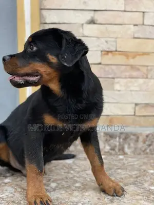 3-6 months Male Purebred Rottweiler