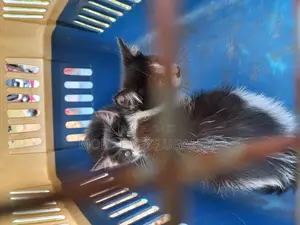 1-3 months Female Purebred Exotic