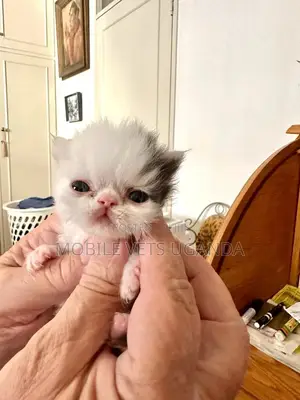 1-3 months Male Purebred American Wirehair