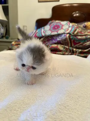 1-3 months Male Purebred Balinese