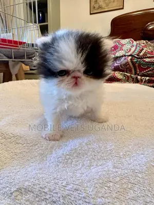 1-3 months Female Purebred Burmilla