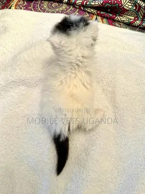 1-3 months Female Purebred Balinese