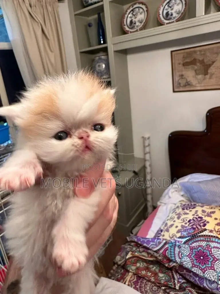 1-3 months Male Purebred Abyssinian