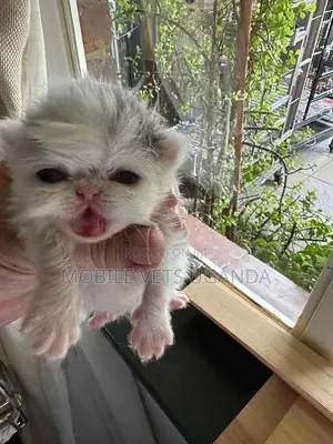 0-1 month Male Purebred American Curl