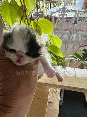 0-1 month Male Purebred American Curl