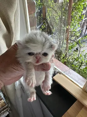 1-3 months Male Purebred British Shorthair