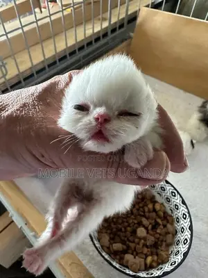 1-3 months Female Purebred American Shorthair