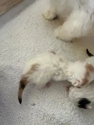 0-1 month Female Purebred Balinese