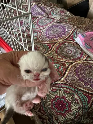1-3 months Male Purebred American Bobtail