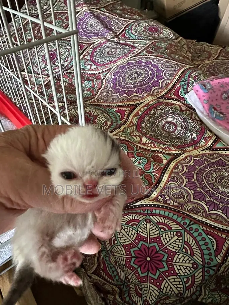 1-3 months Male Purebred American Bobtail