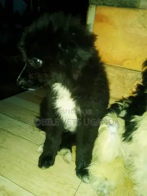 1-3 months Male Purebred Japanese Spitz
