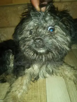 3-6 months Female Purebred Maltese
