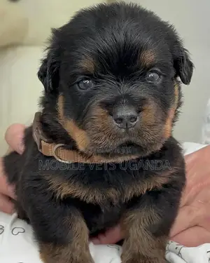 1-3 months Male Purebred Rottweiler