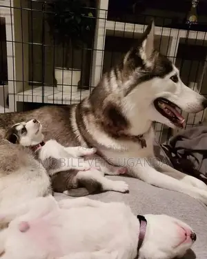 1-3 months Male Purebred Siberian Husky