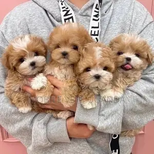 1-3 months Female Purebred Maltese