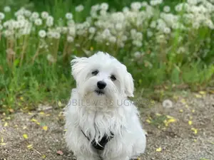 3-6 months Male Purebred Maltese