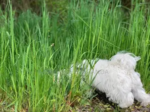 1-3 months Male Purebred Maltese