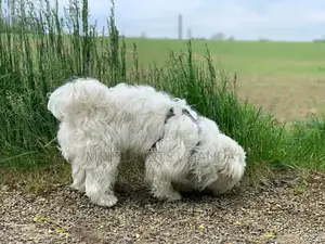 1-3 months Male Purebred Maltese
