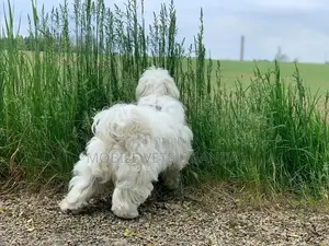 3-6 months Female Purebred Maltese