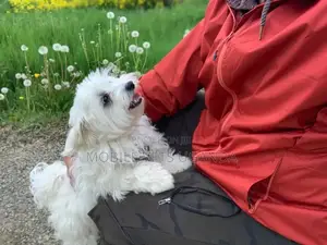 1-3 months Female Purebred Maltese